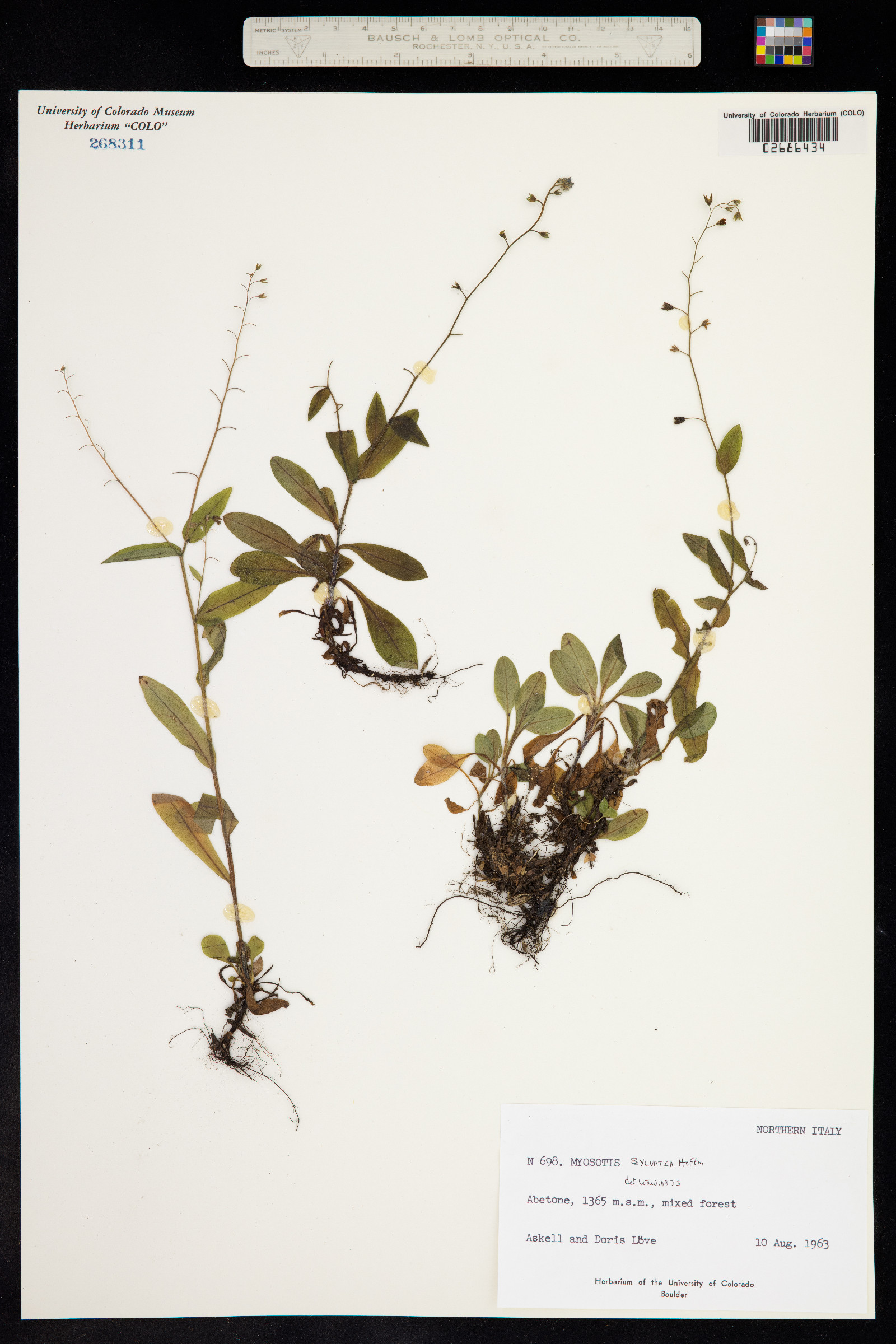 Myosotis sylvatica image