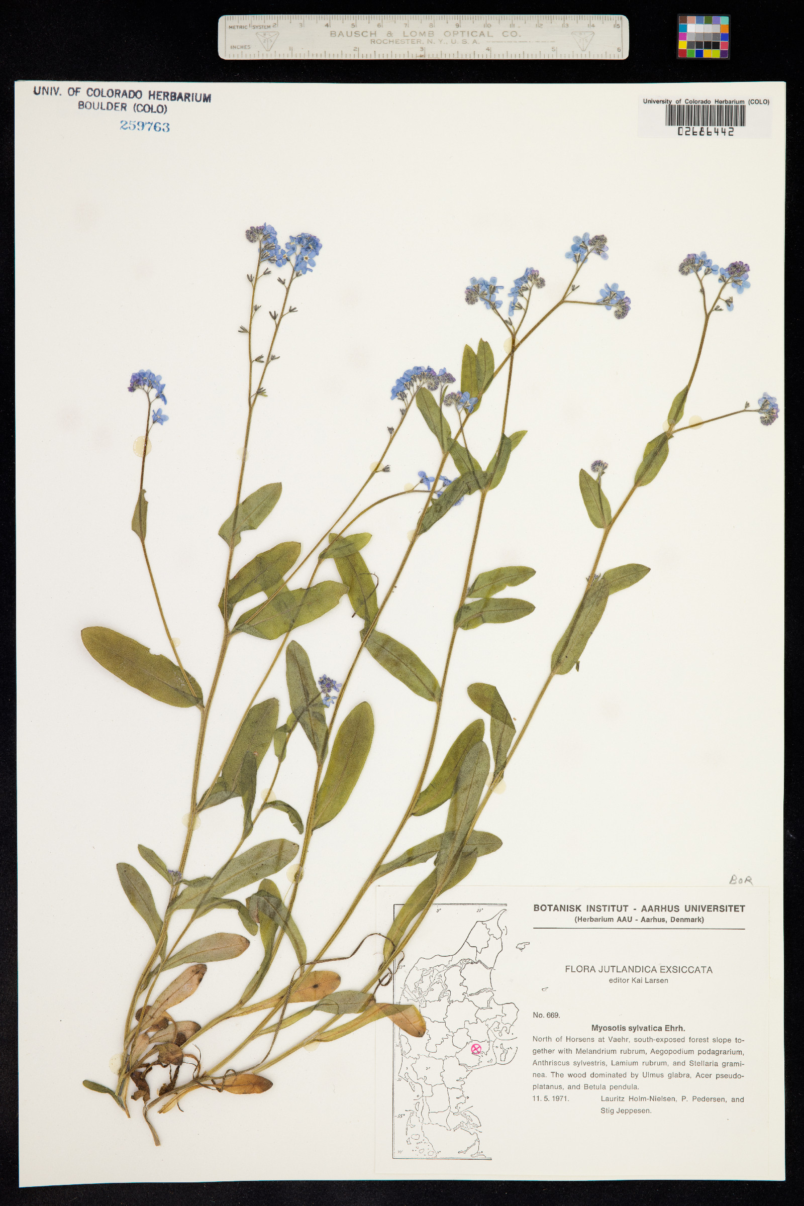 Myosotis sylvatica image