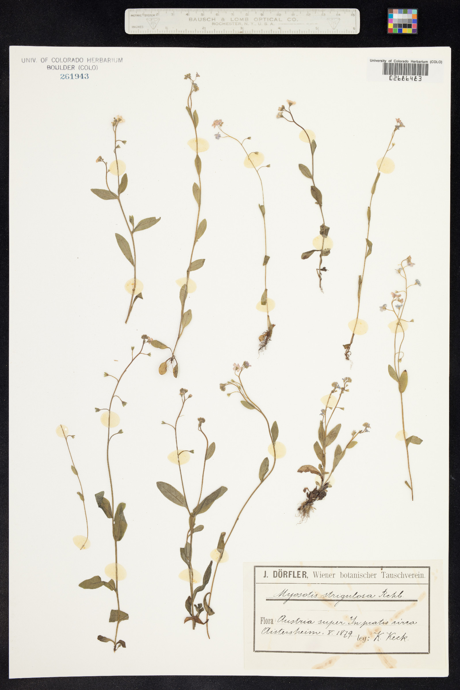 Myosotis strigulosa image