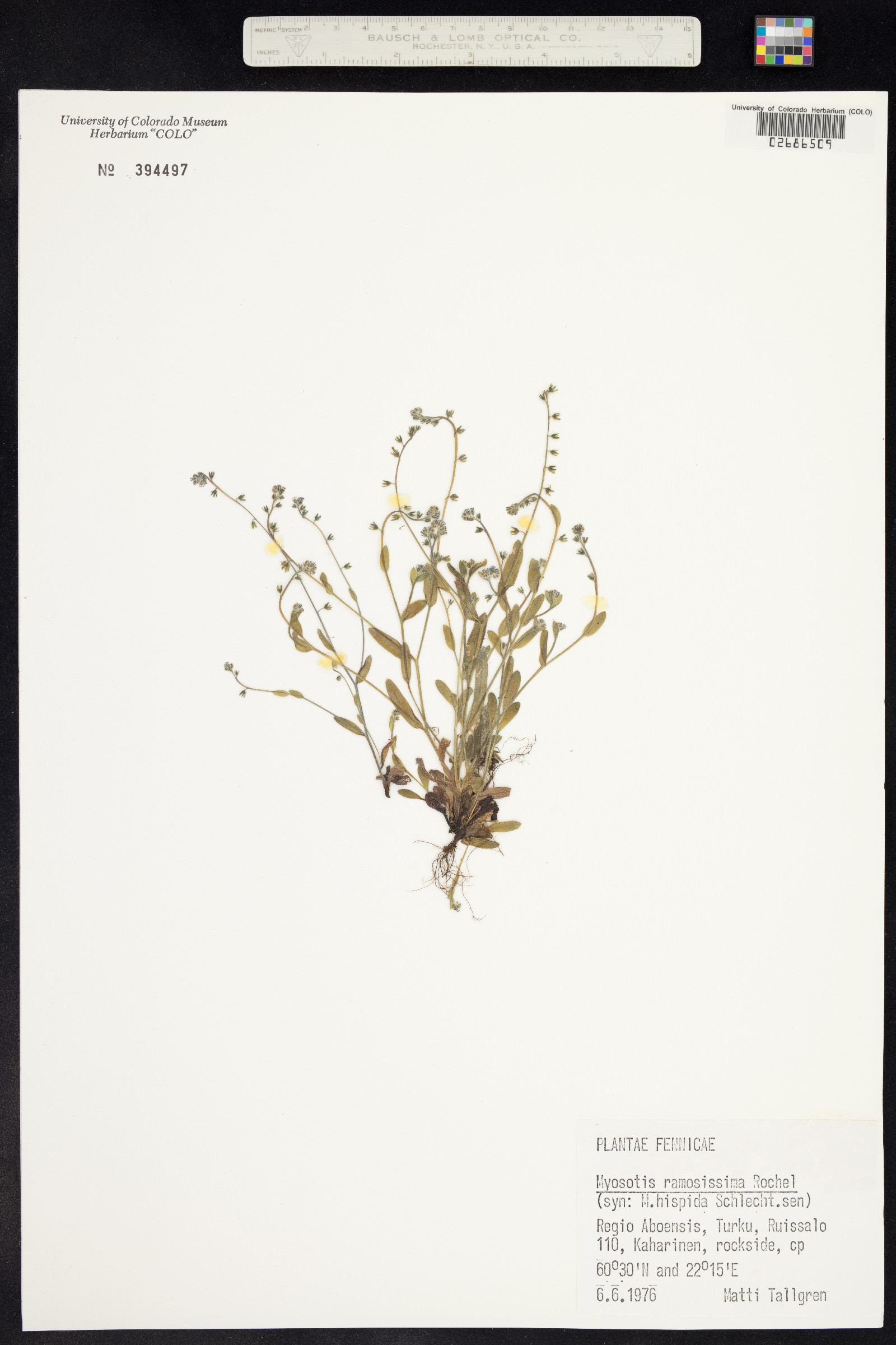 Myosotis ramosissima image