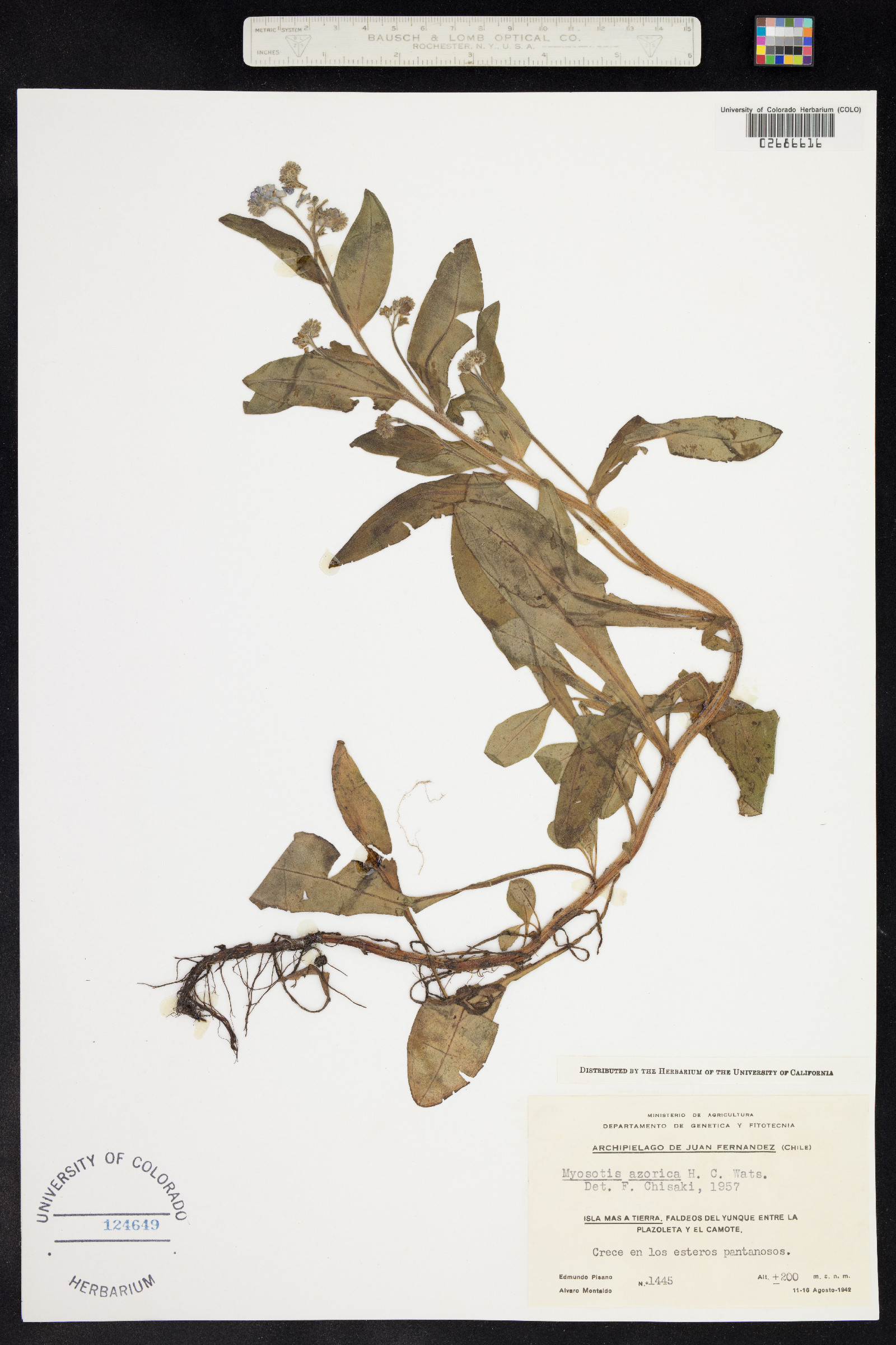 Myosotis azorica image