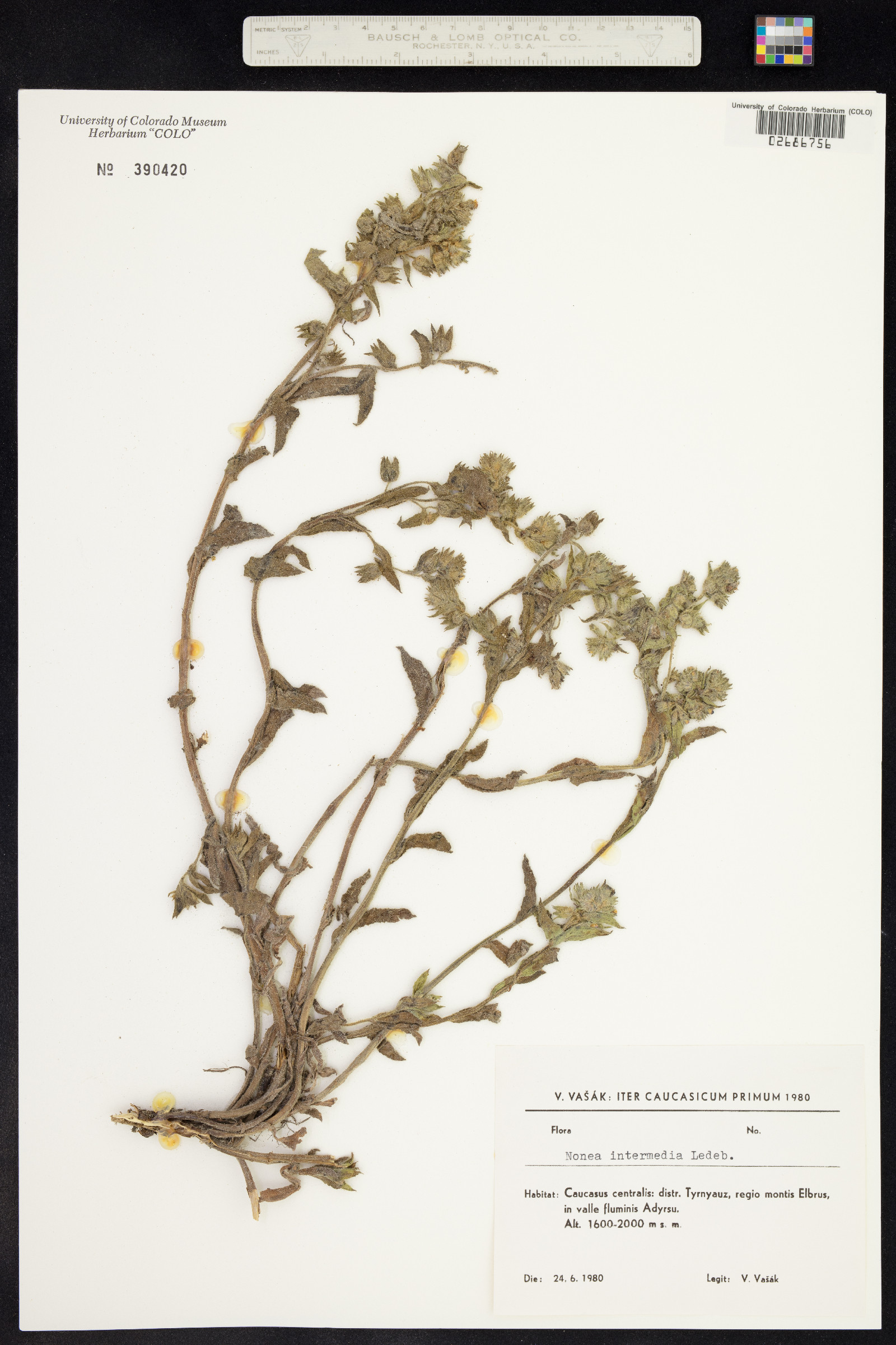 Nonea intermedia
