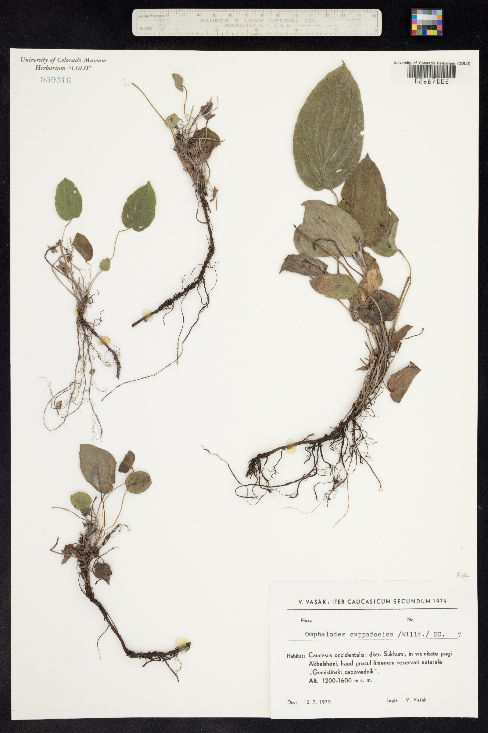 Omphalodes cappadocica image