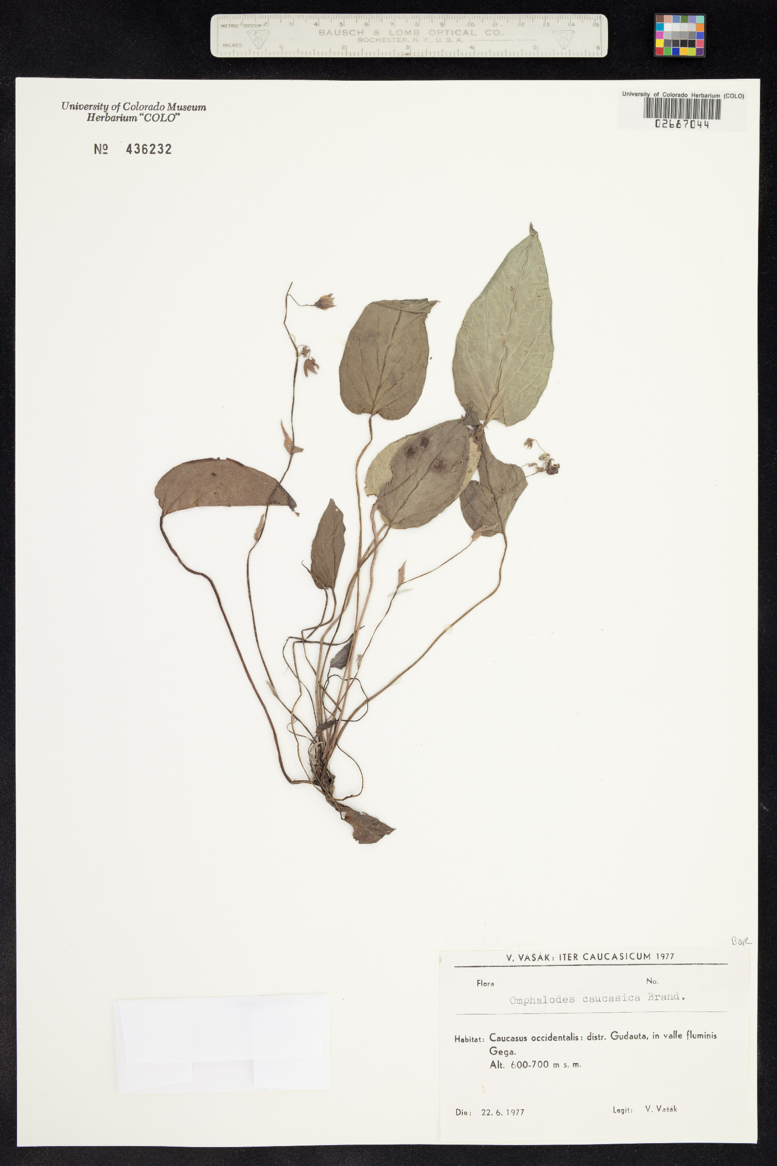 Omphalodes caucasica image