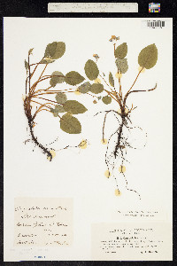 Image of Omphalodes verna