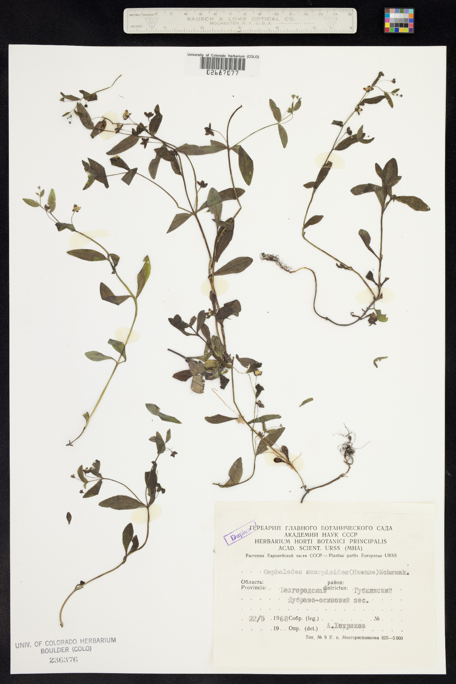 Omphalodes scorpioides