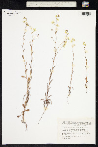 Image of Omphalodes linifolia
