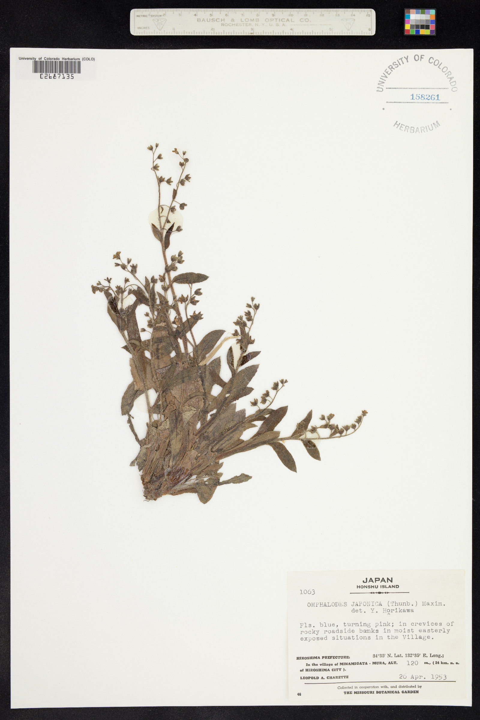 Nihon japonicum image