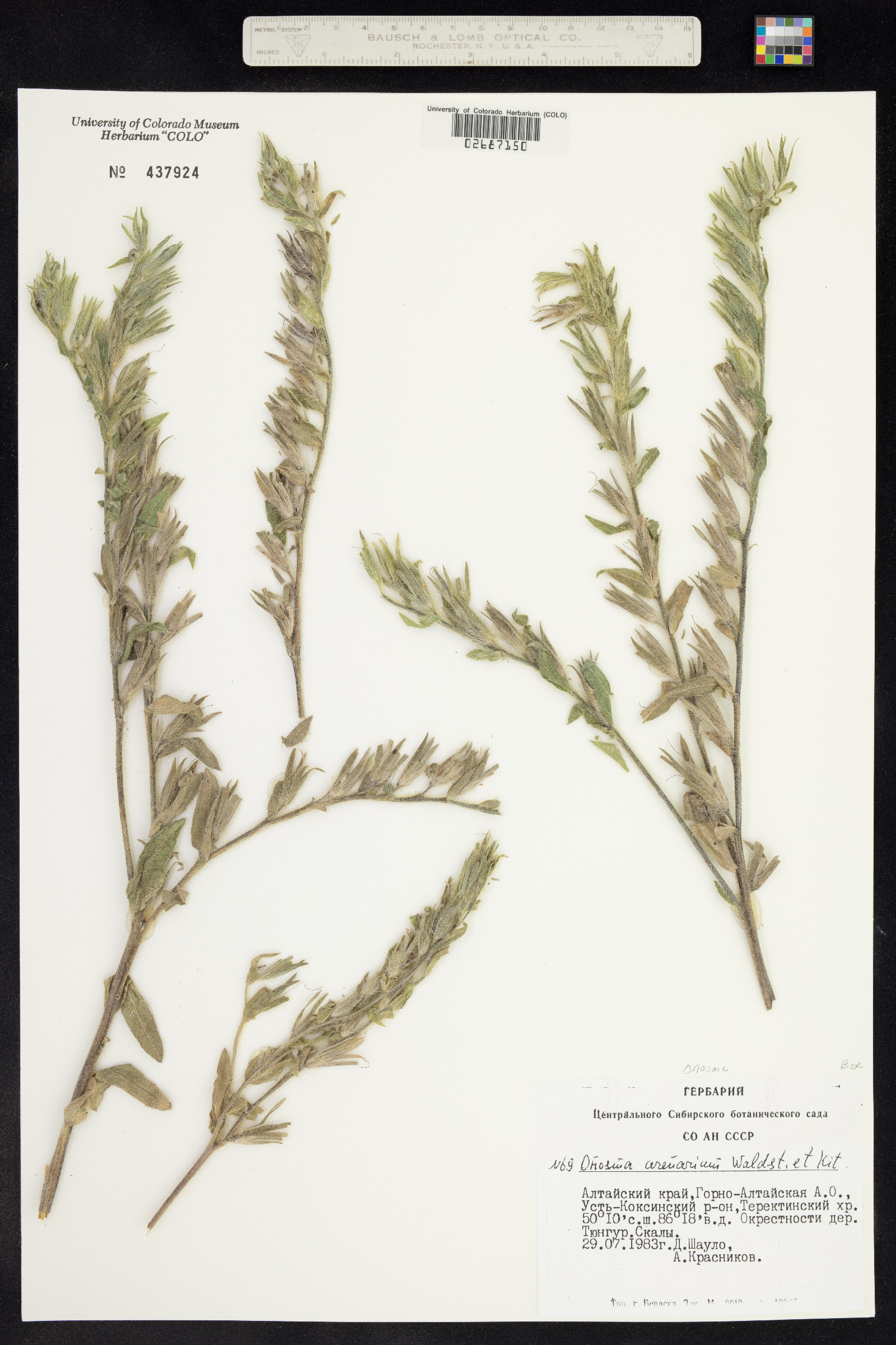 Onosma arenaria image