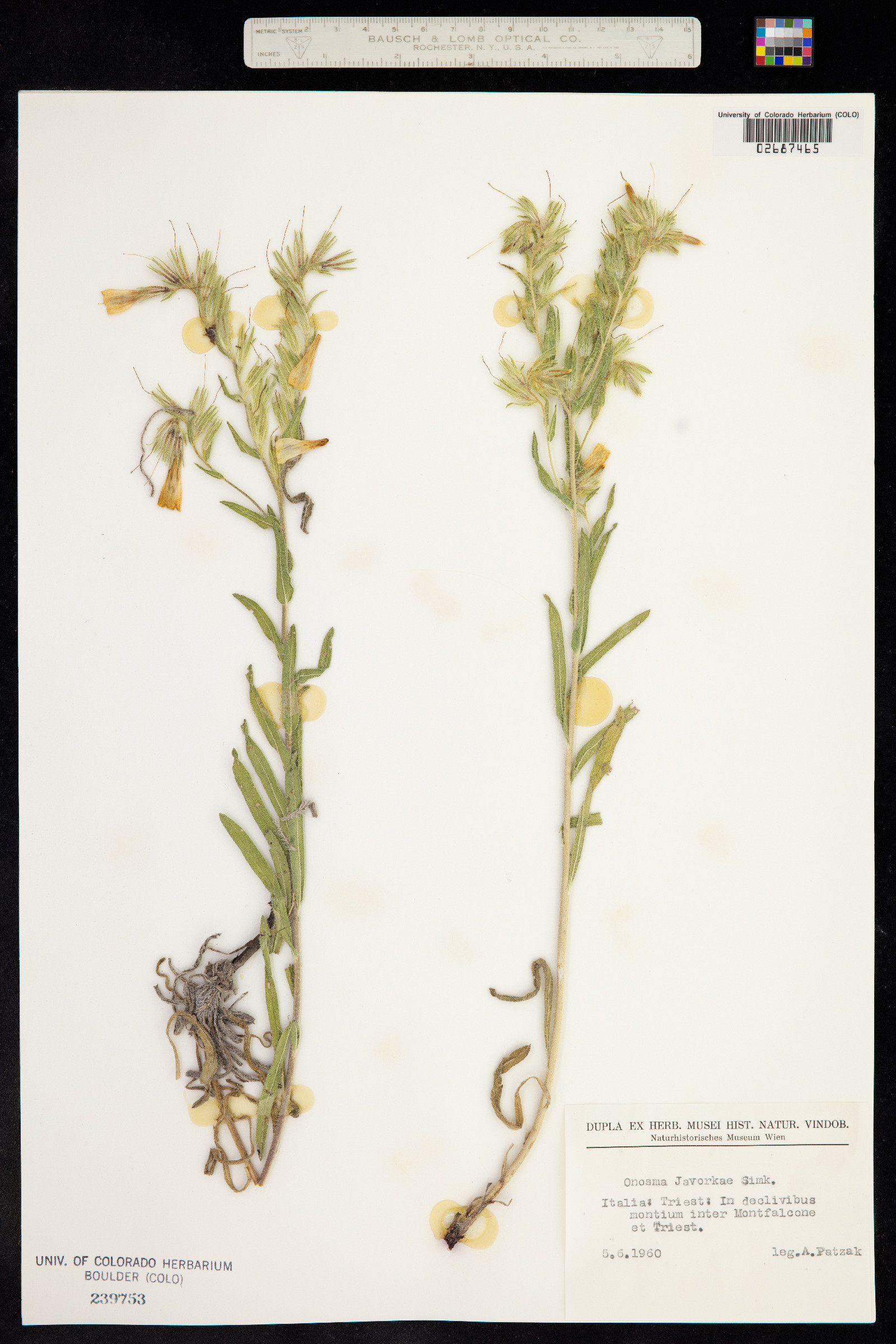 Onosma javorkae image