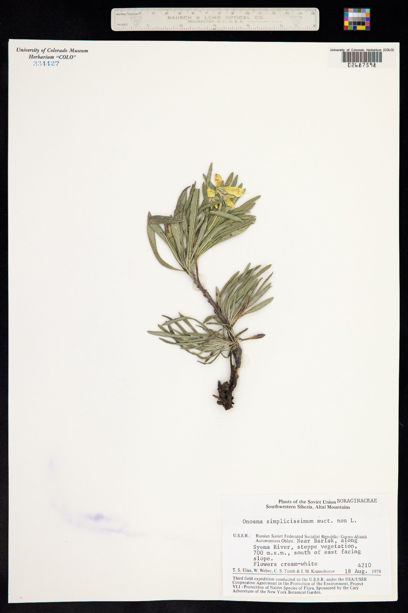 Onosma simplicissima image