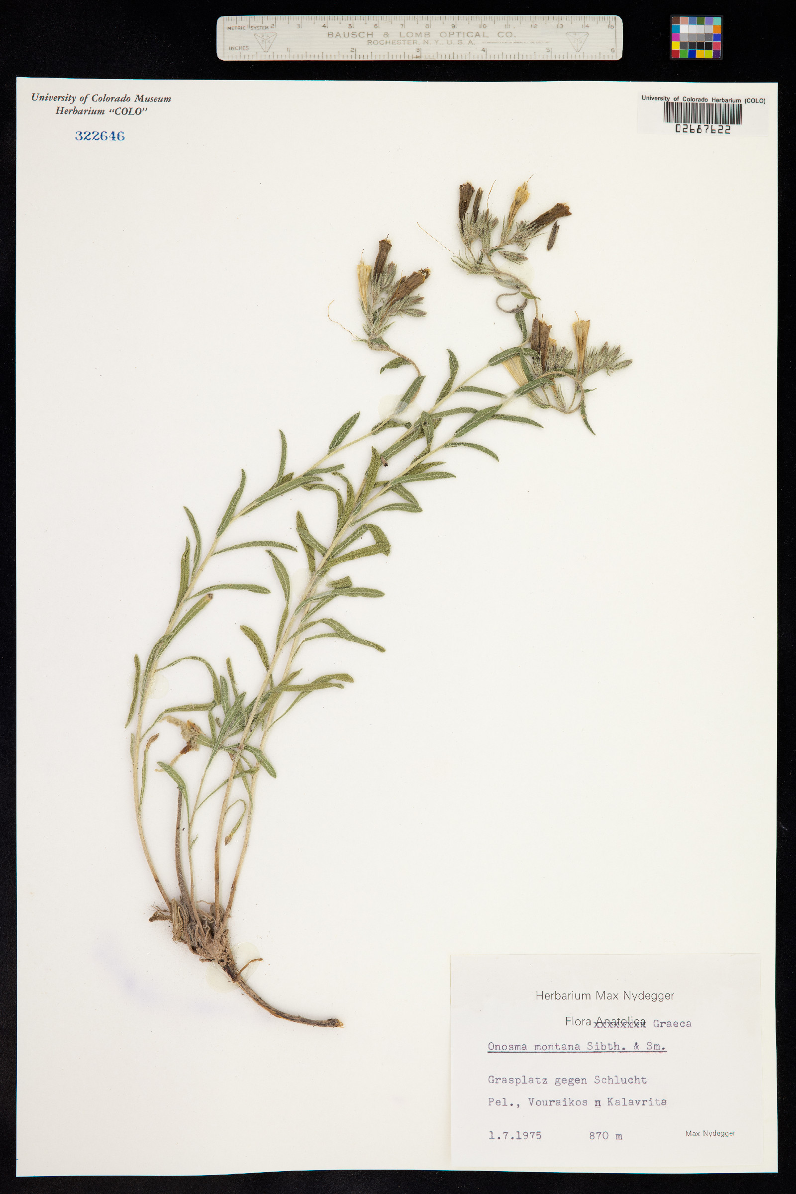 Onosma montana image