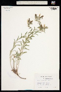Image of Onosma montana