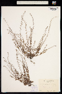 Trigonotis peduncularis image