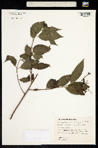 Tournefortia rubicunda image