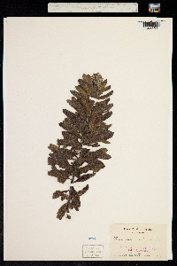 Tournefortia sibirica image