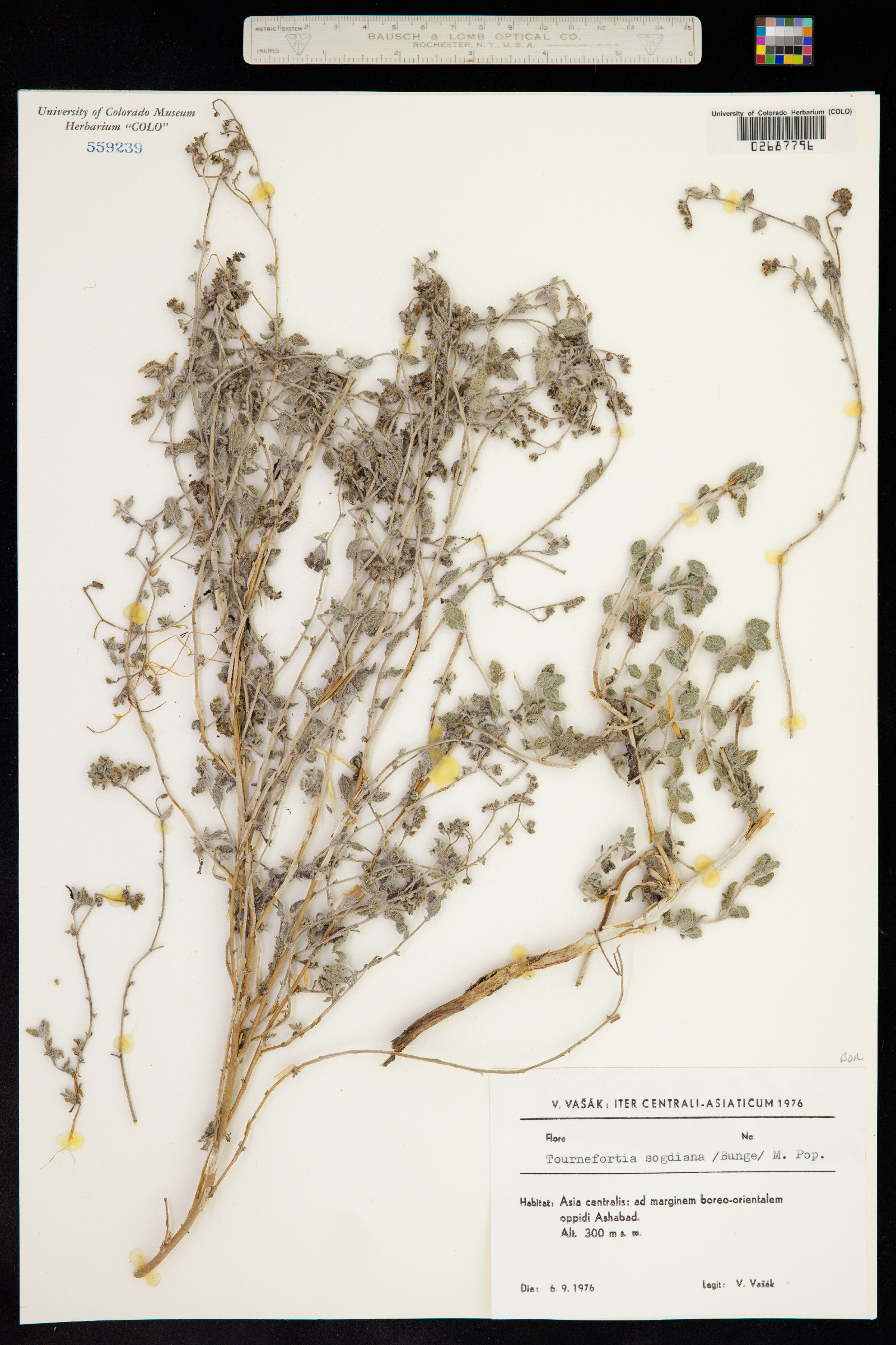 Argusia sogdiana image