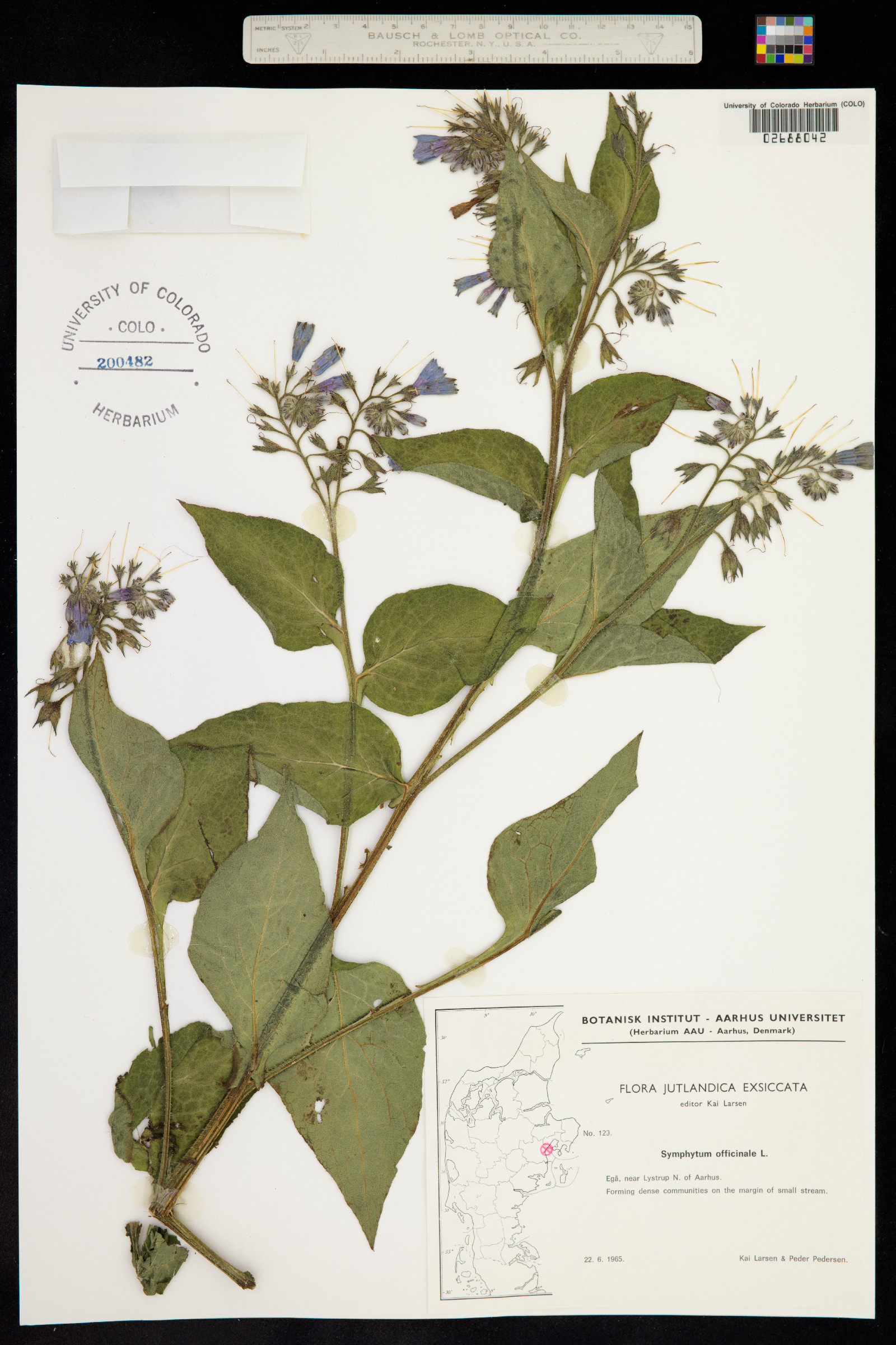 Symphytum officinale image