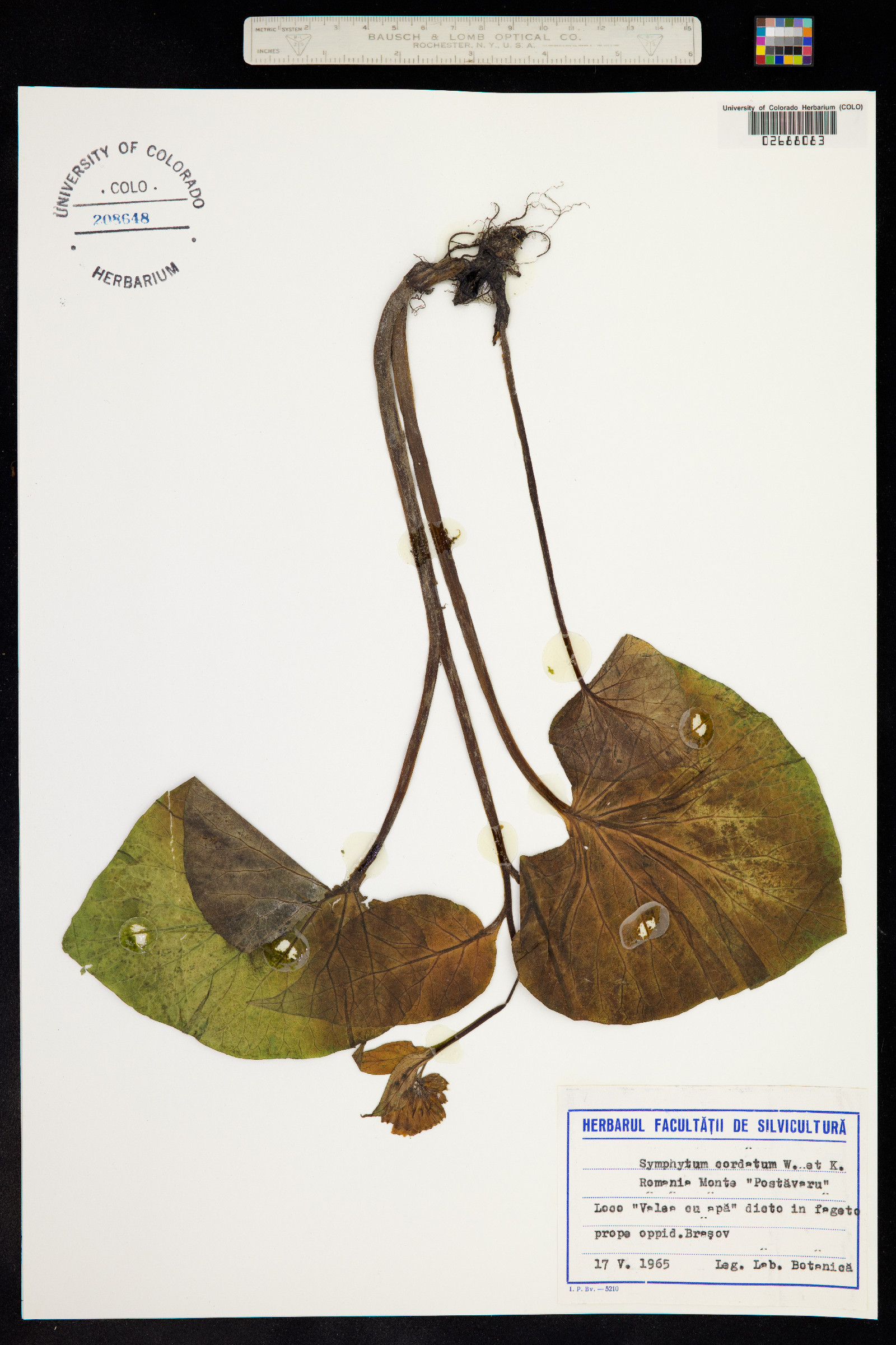 Symphytum cordatum image