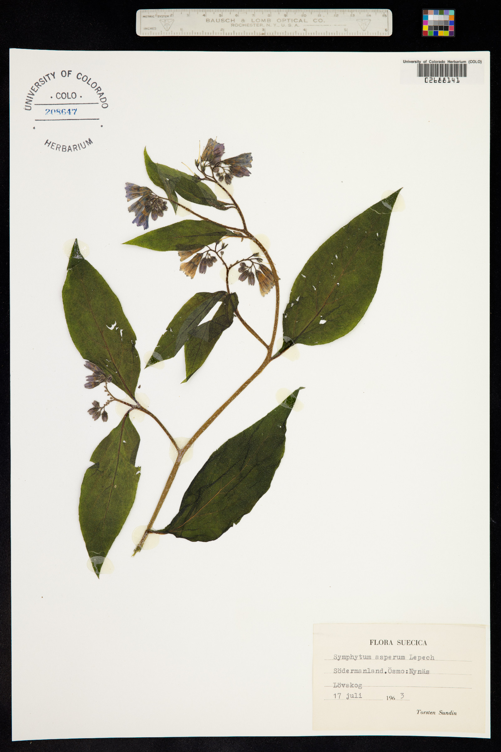 Symphytum asperum image