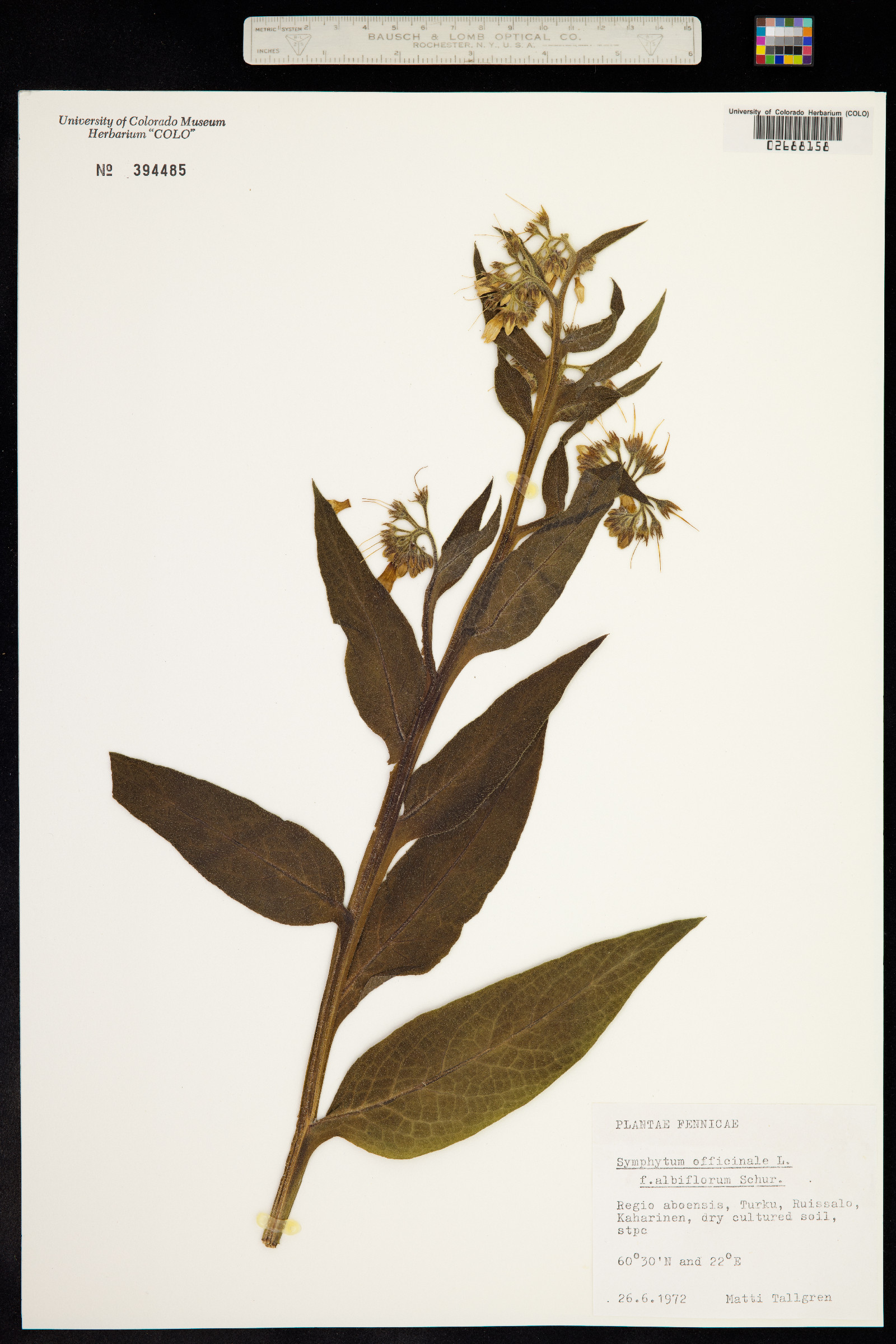 Symphytum officinale image