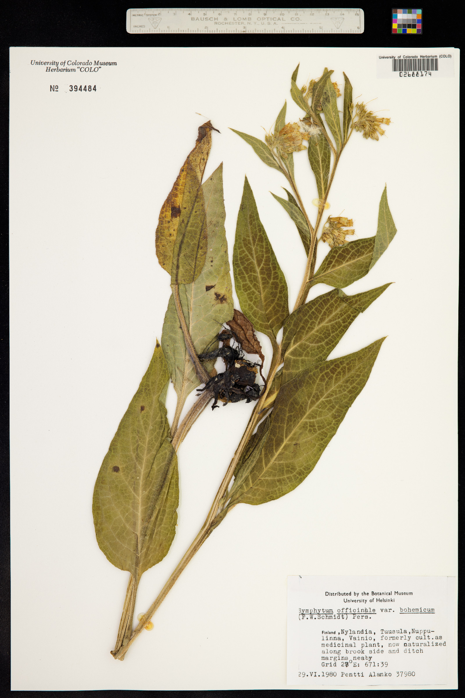 Symphytum officinale image