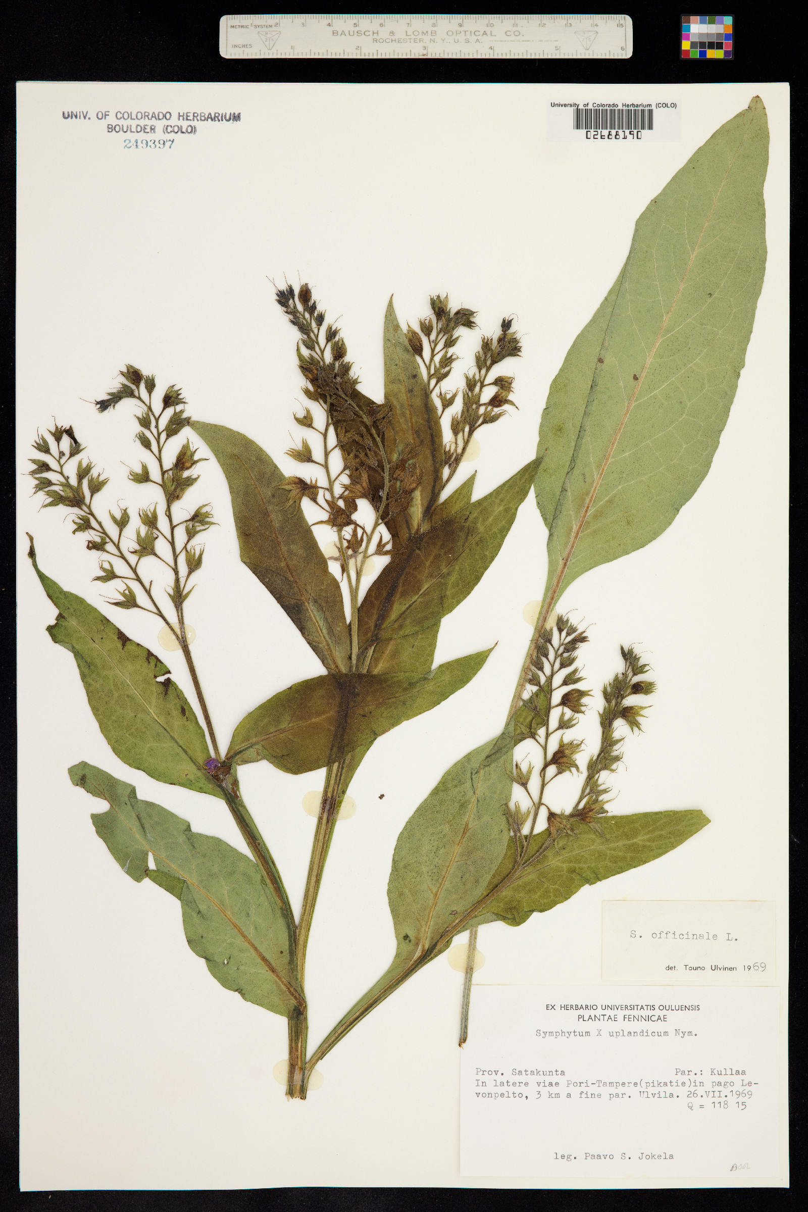 Symphytum officinale image