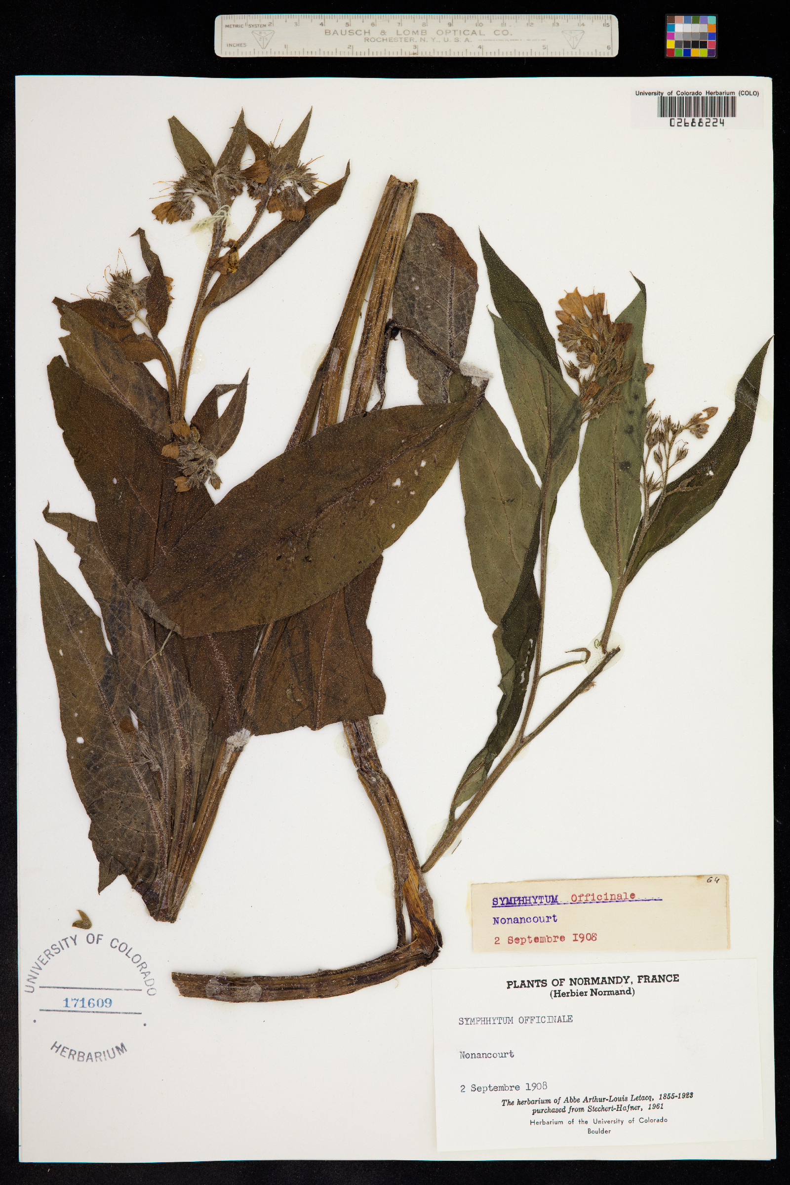 Symphytum officinale image