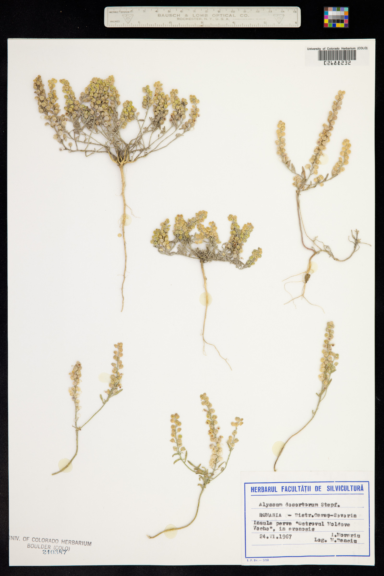 Alyssum desertorum image