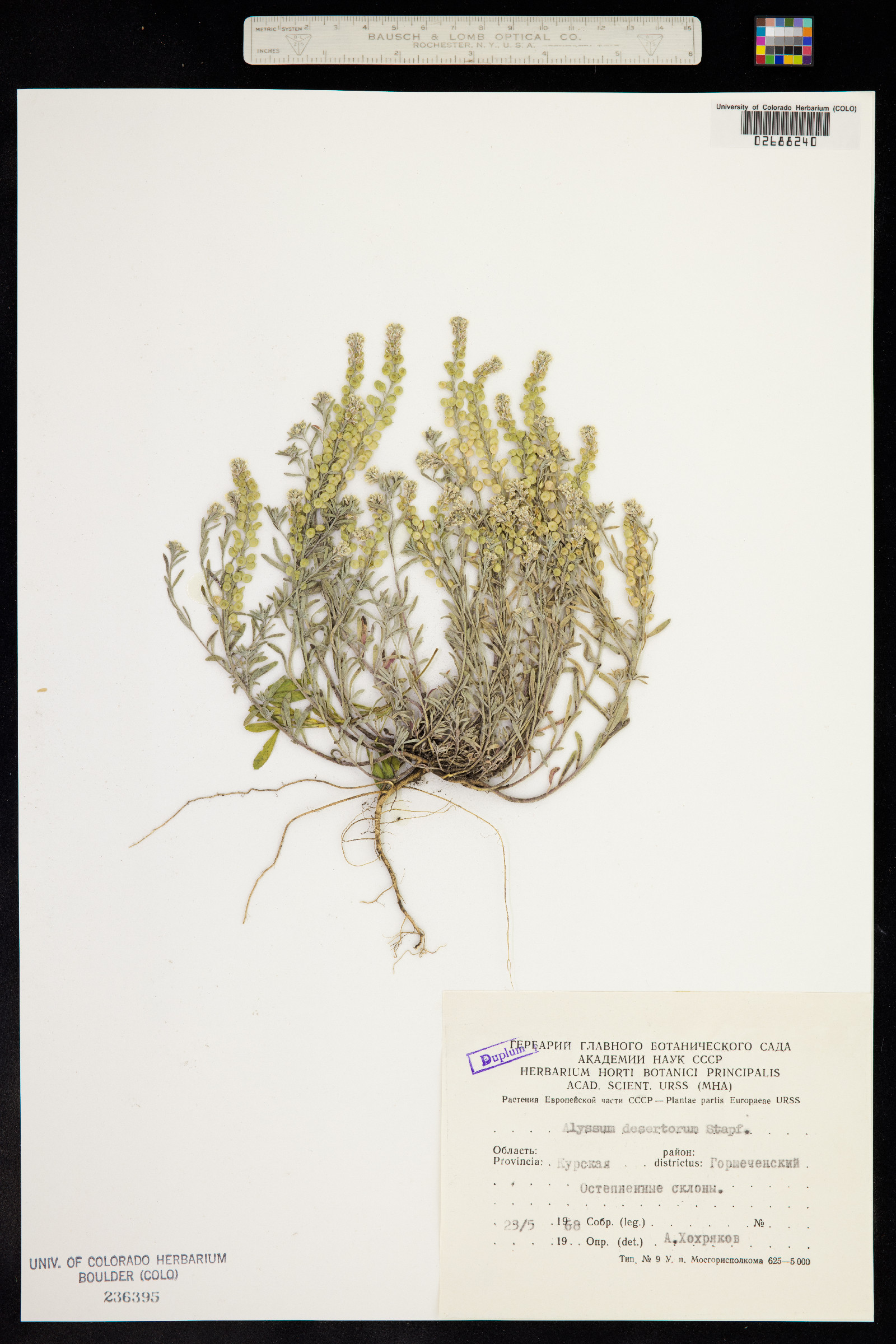 Alyssum desertorum image