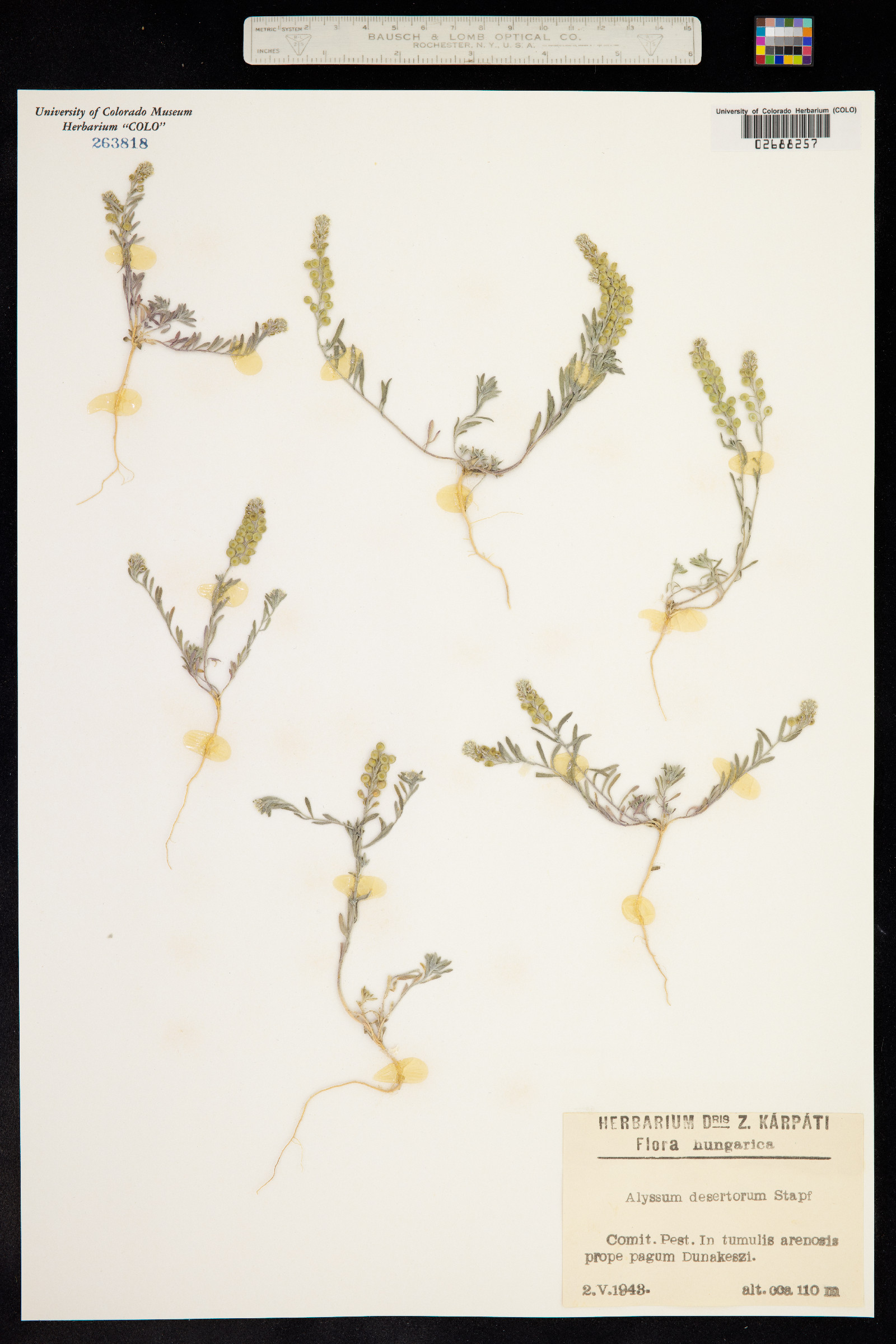 Alyssum desertorum image