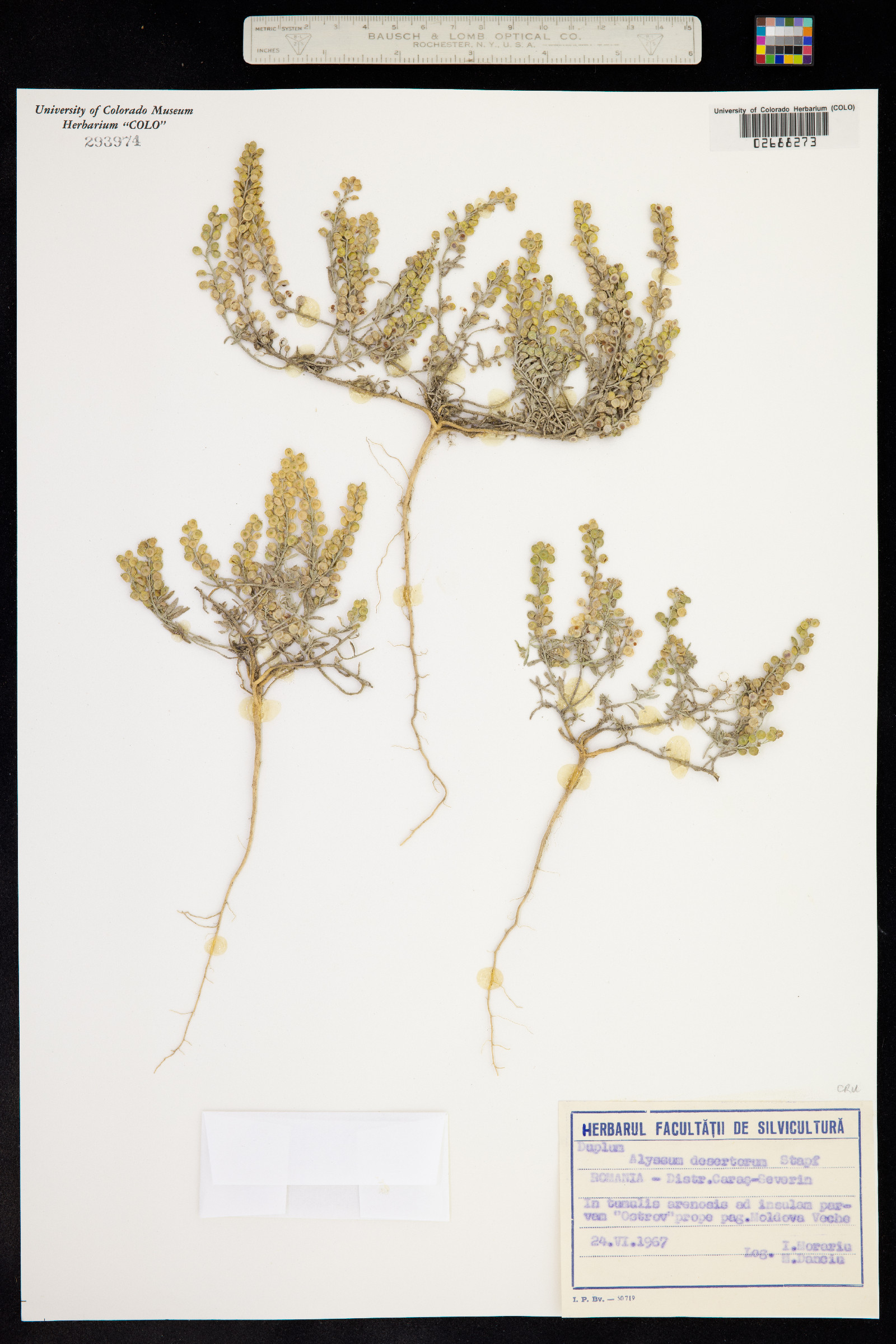 Alyssum desertorum image