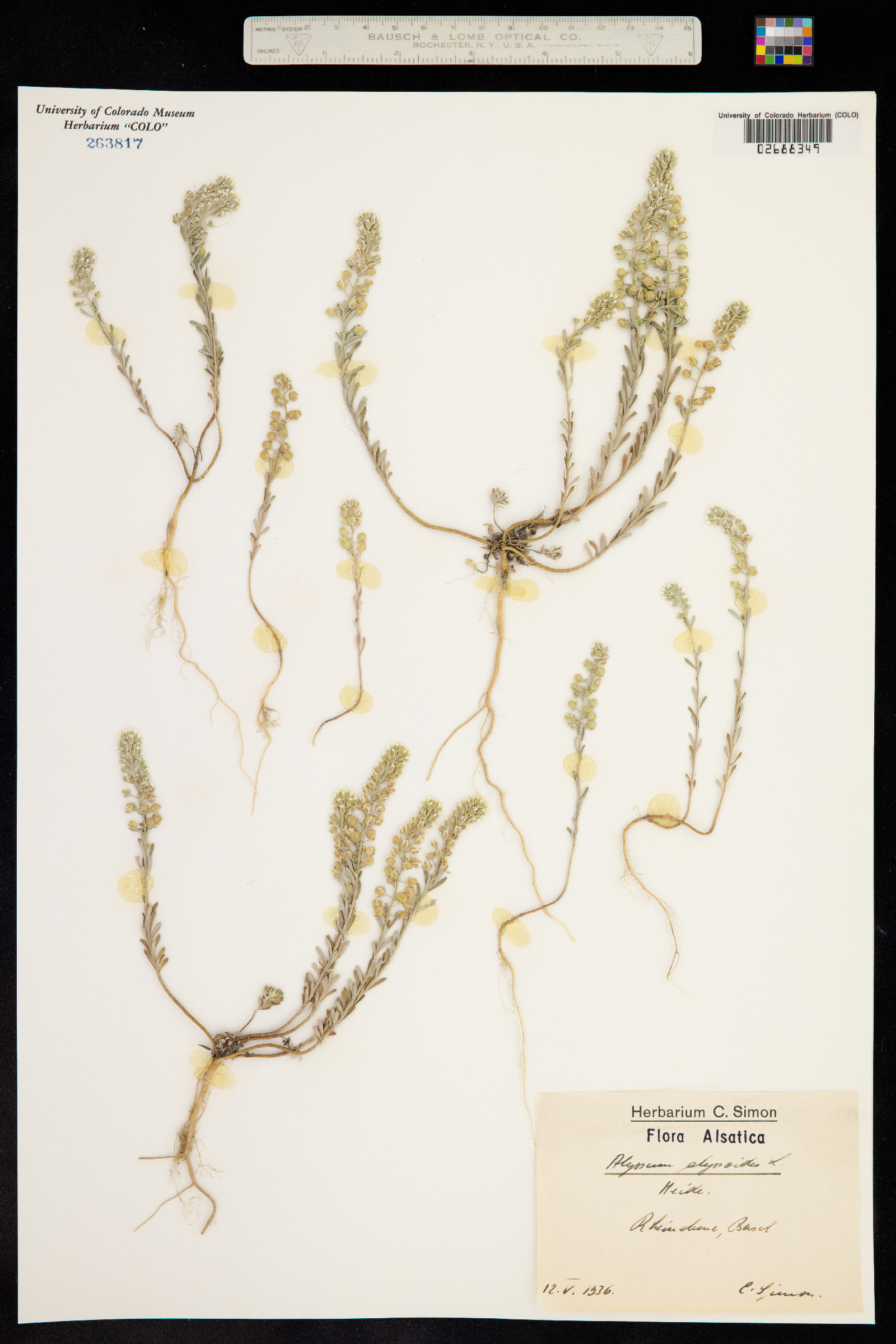 Alyssum alyssoides image