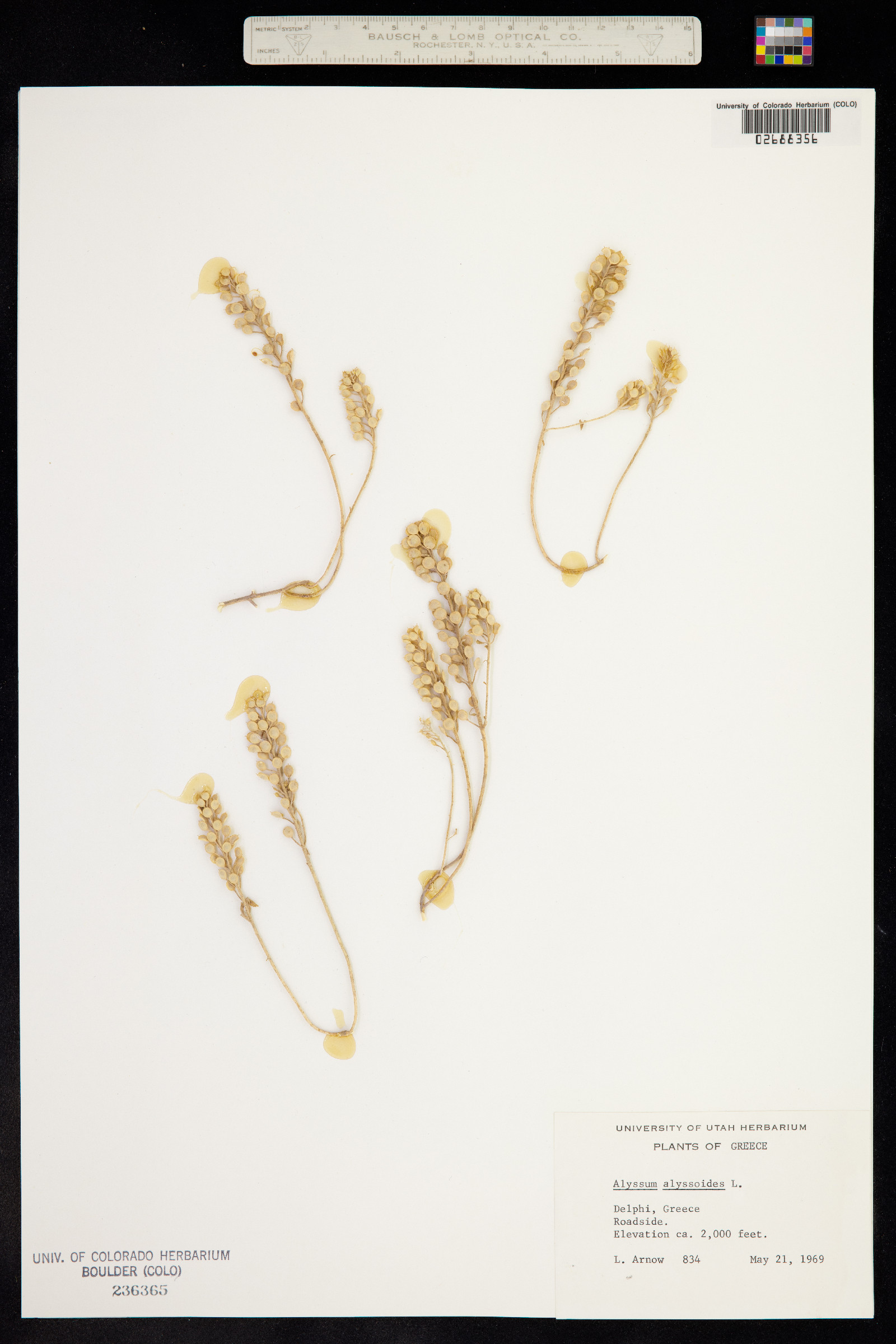 Alyssum alyssoides image