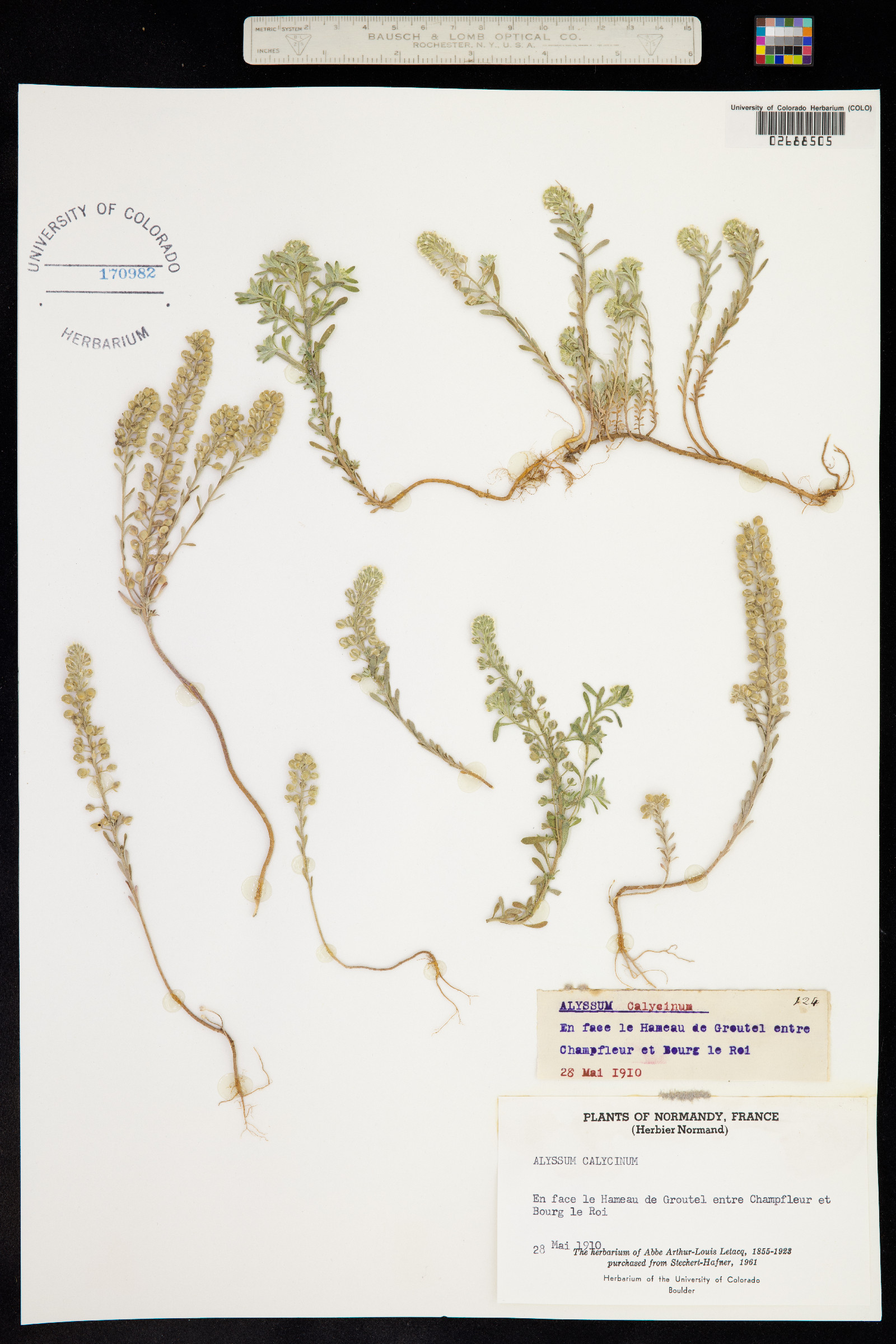 Alyssum alyssoides image