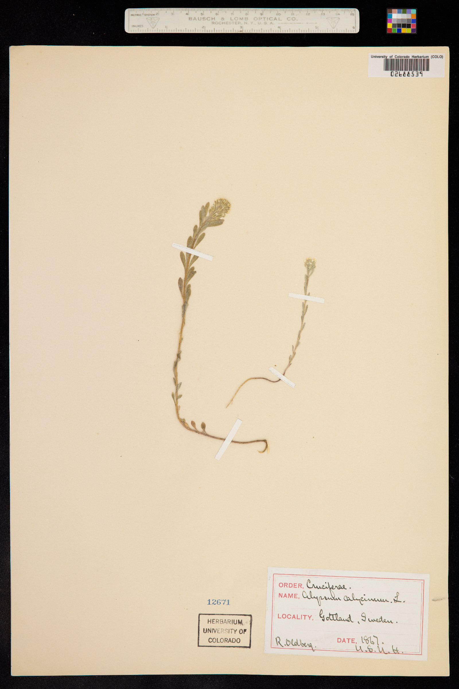 Alyssum alyssoides image