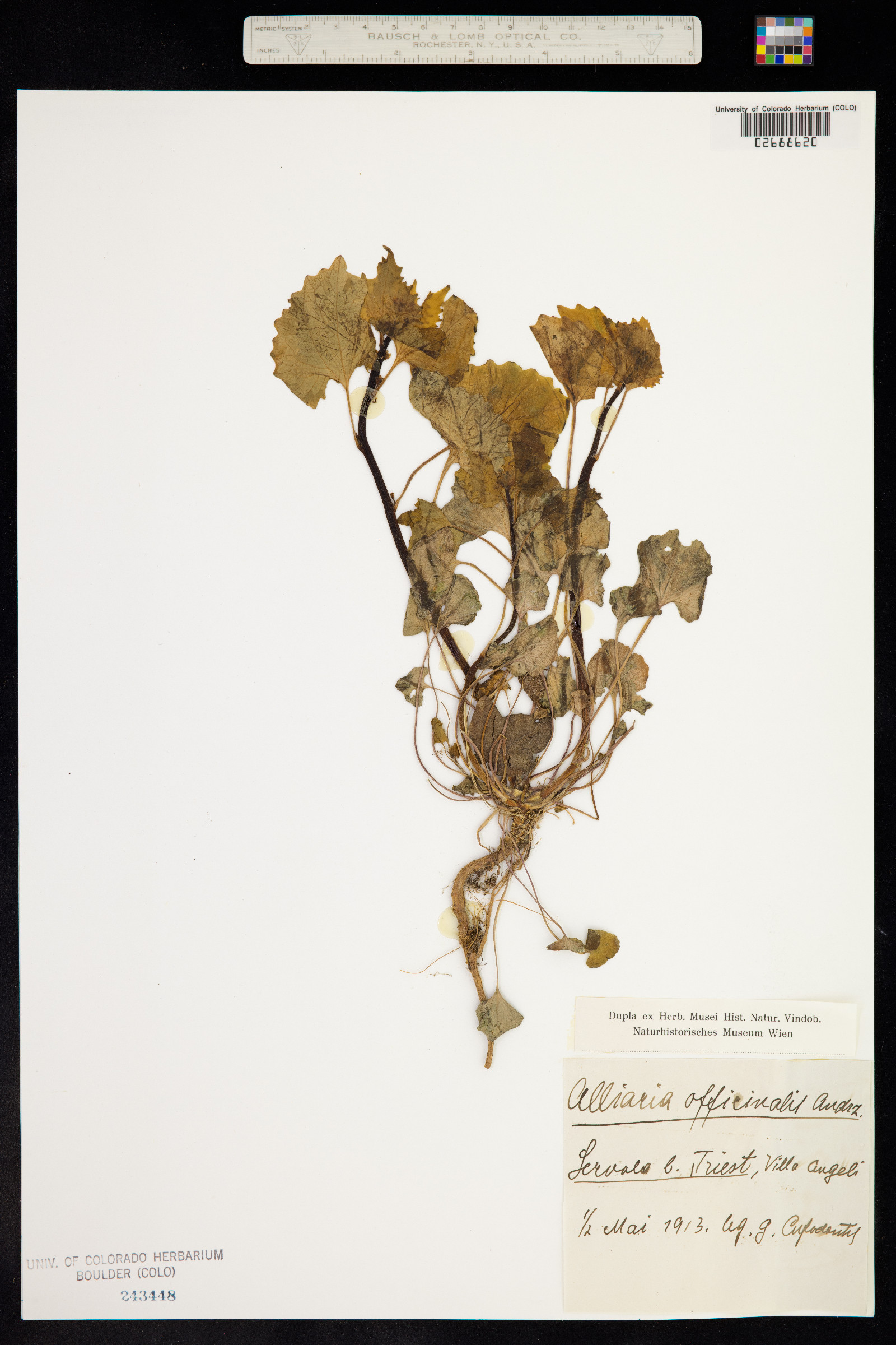 Alliaria petiolata image