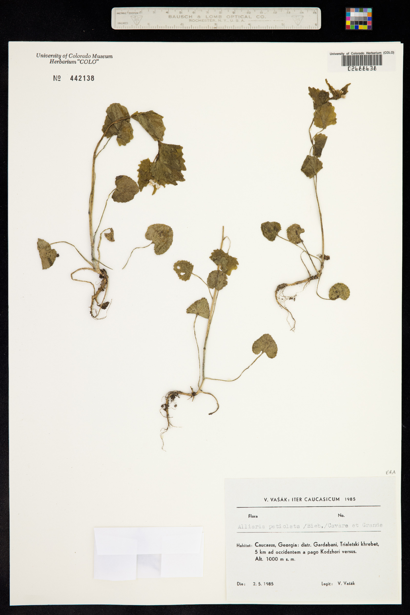 Alliaria petiolata image