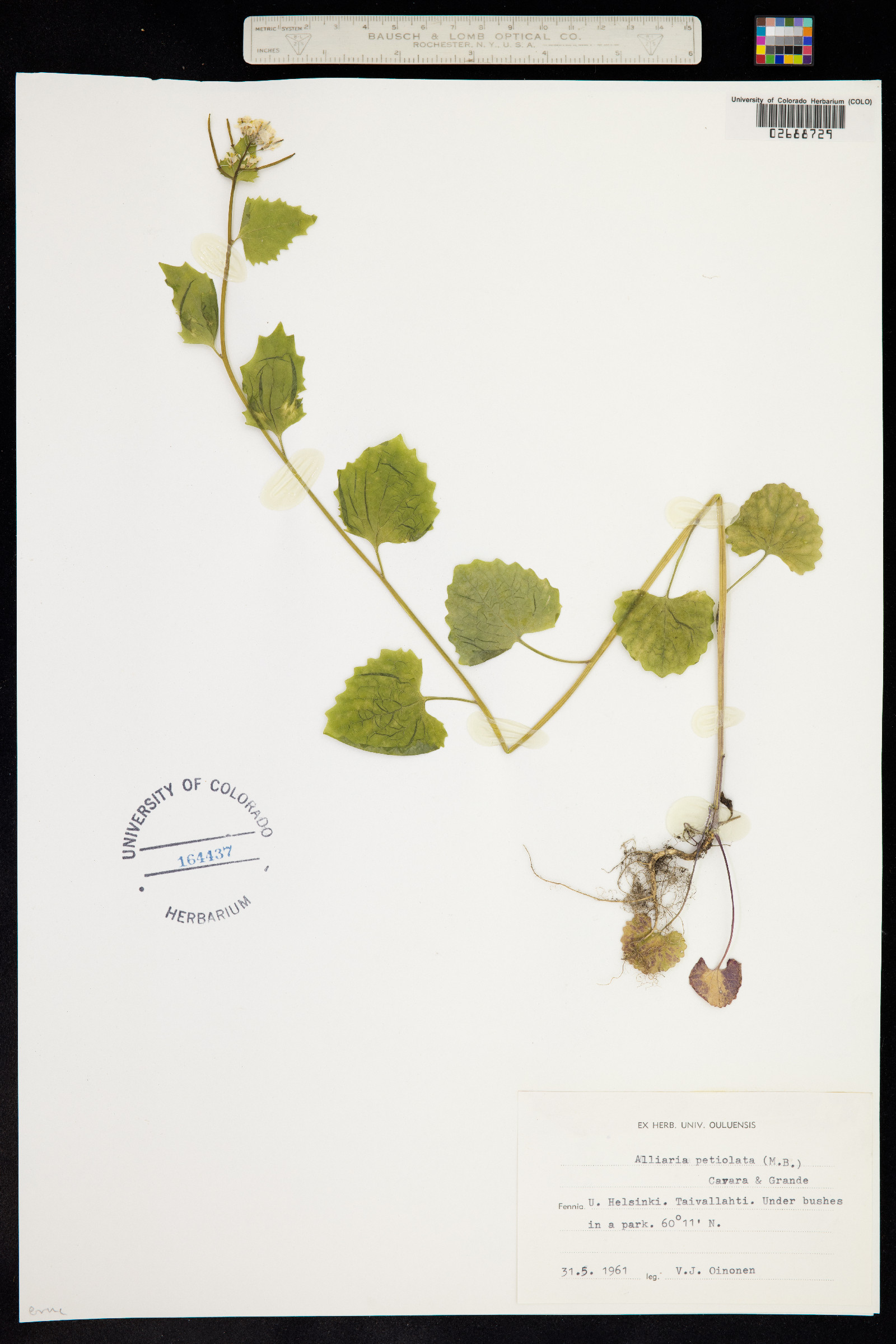 Alliaria petiolata image