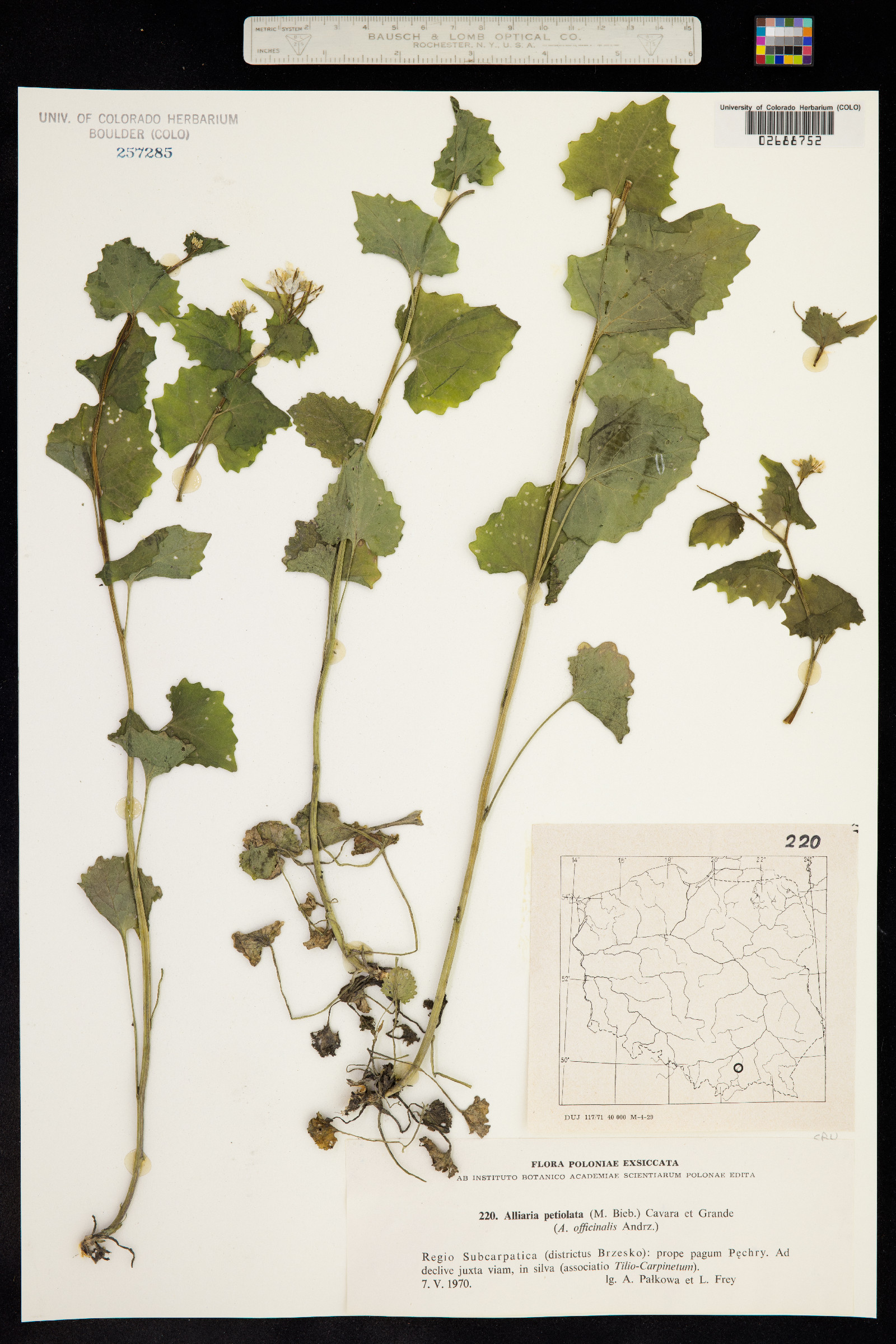 Alliaria petiolata image
