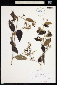 Varronia corymbosa image