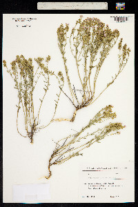 Image of Aethionema armenum
