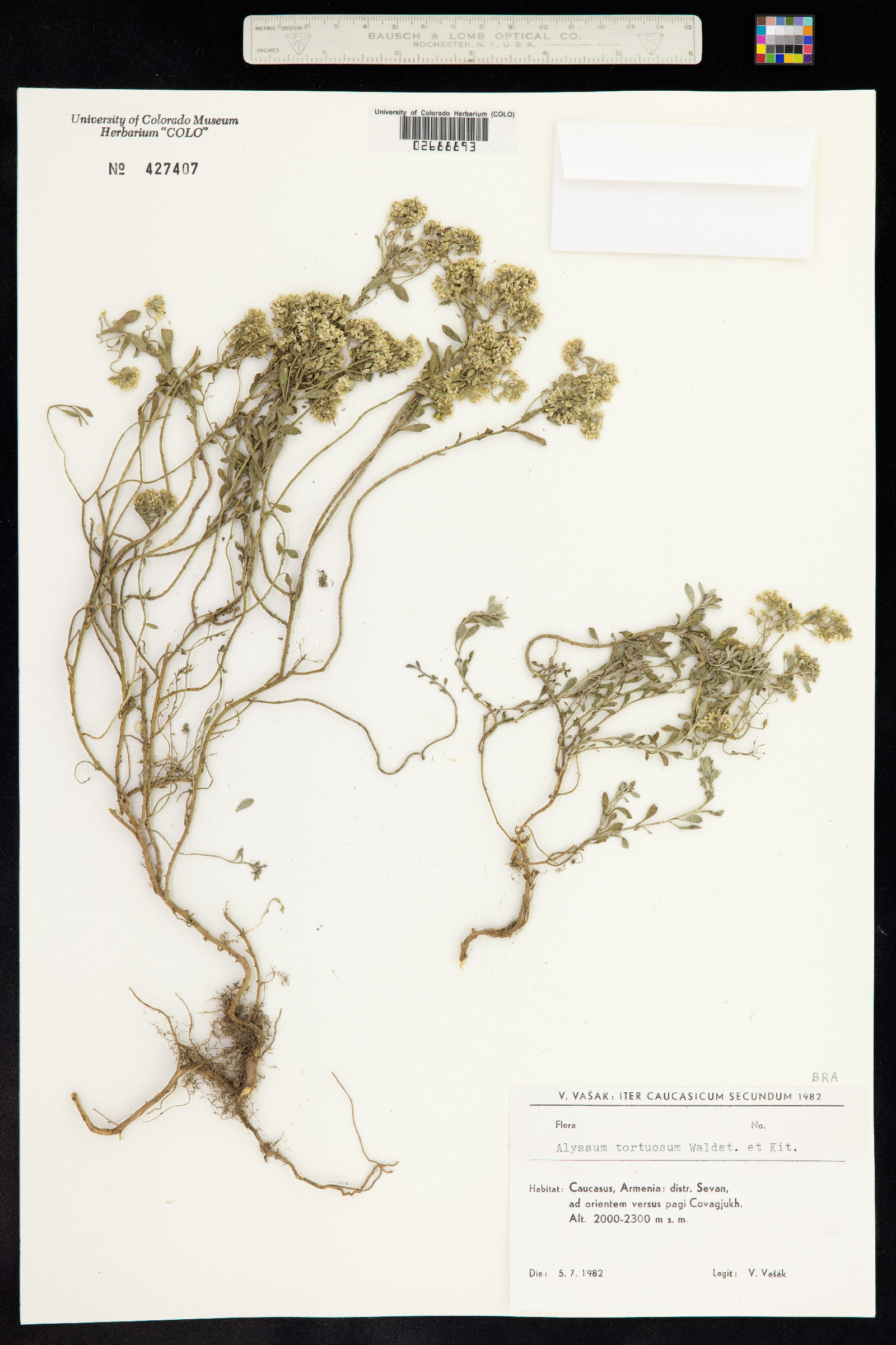 Alyssum tortuosum image