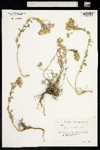 Image of Alyssum tortuosum