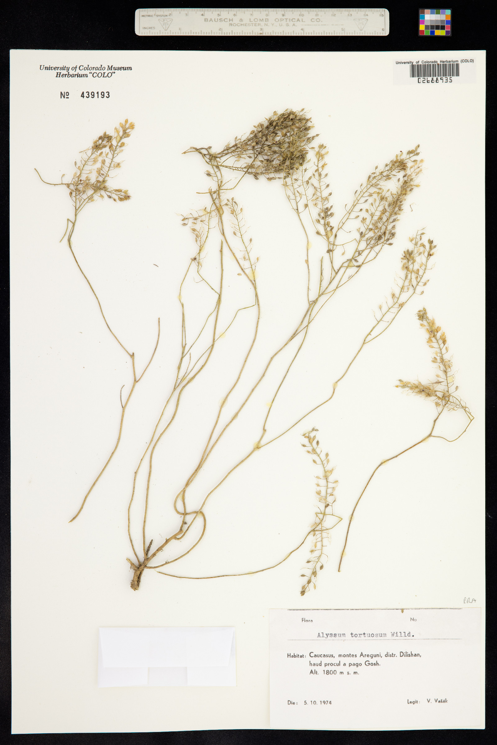 Alyssum tortuosum image