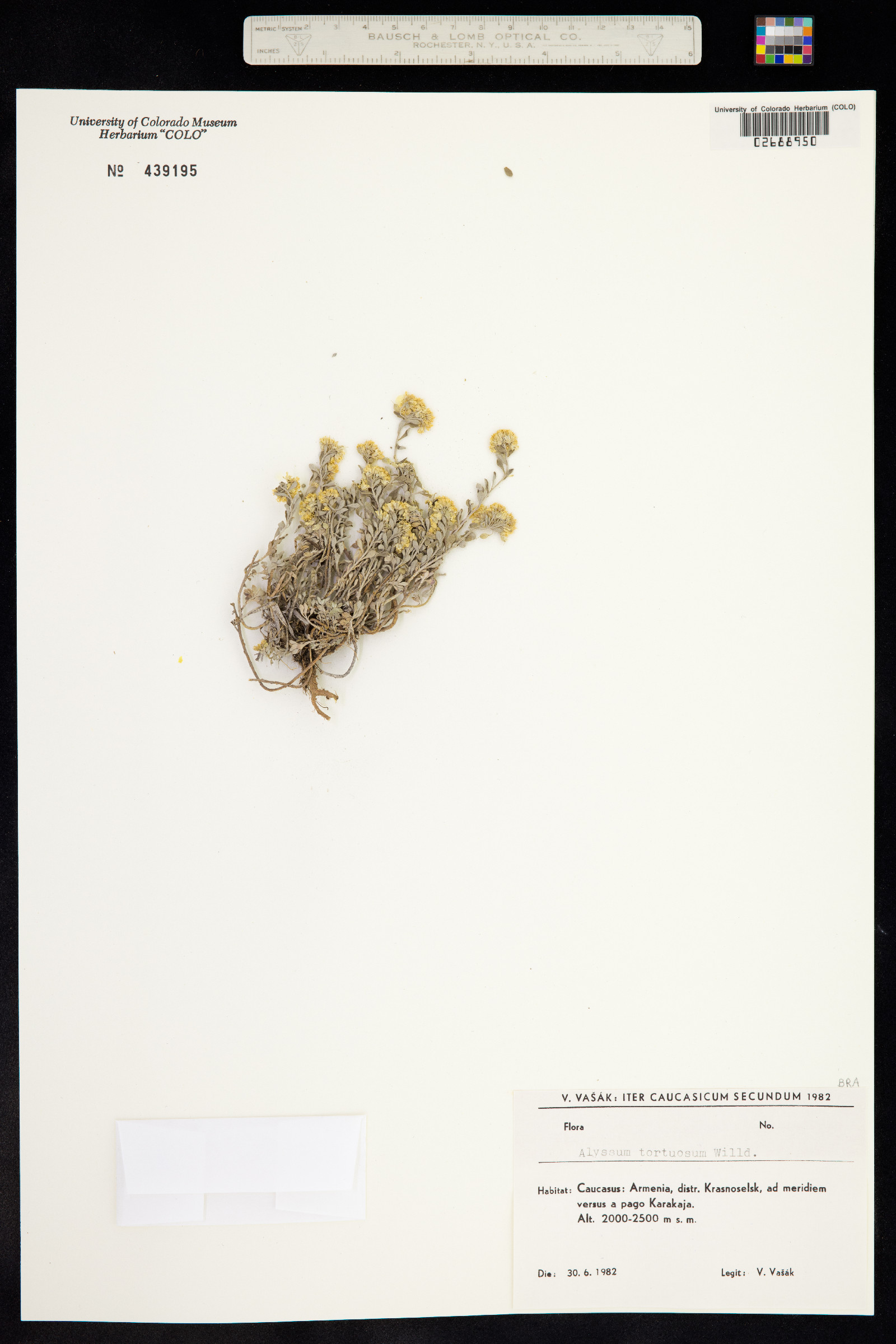 Alyssum image