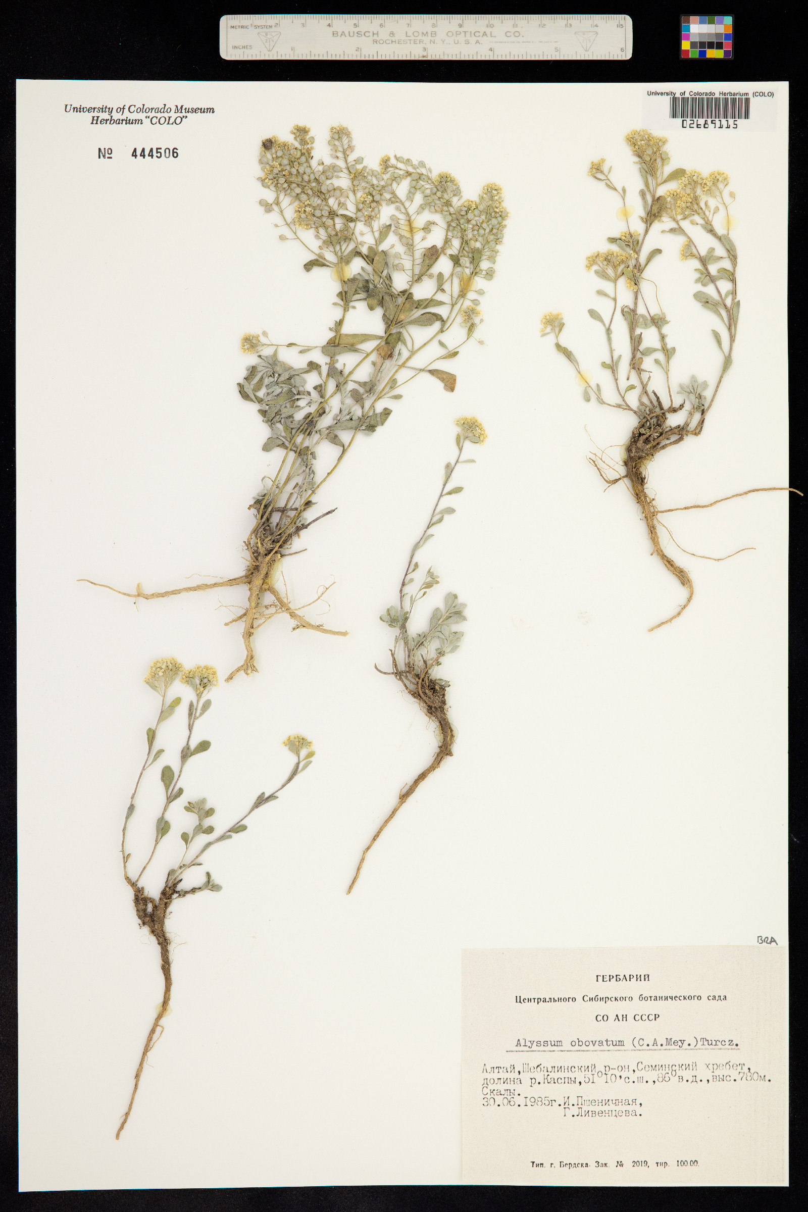 Alyssum obovatum image