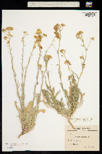 Aurinia saxatilis subsp. orientalis image