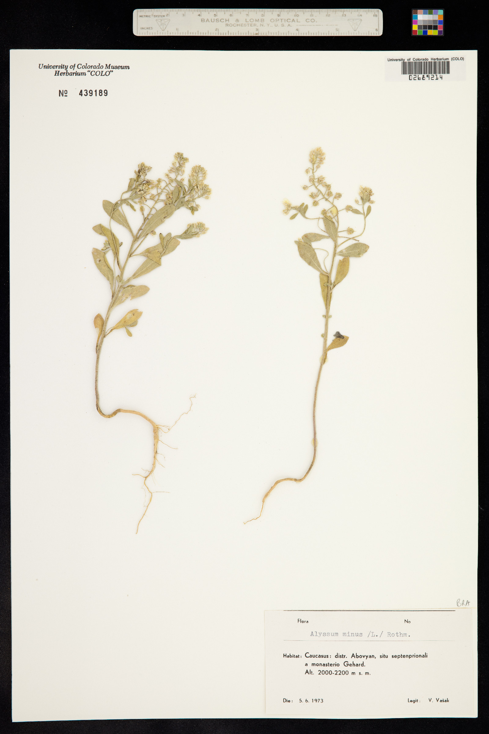 Alyssum simplex image