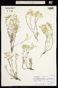 Alyssum obovatum image